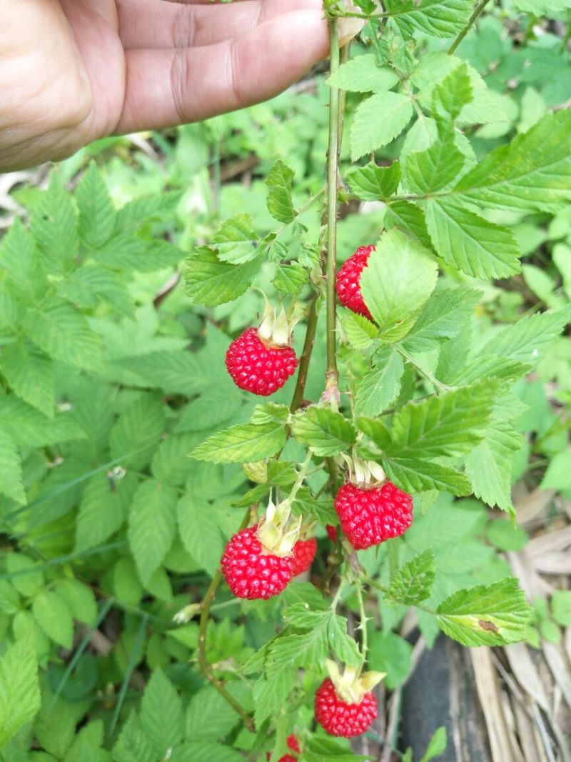 树莓苗10~30cm