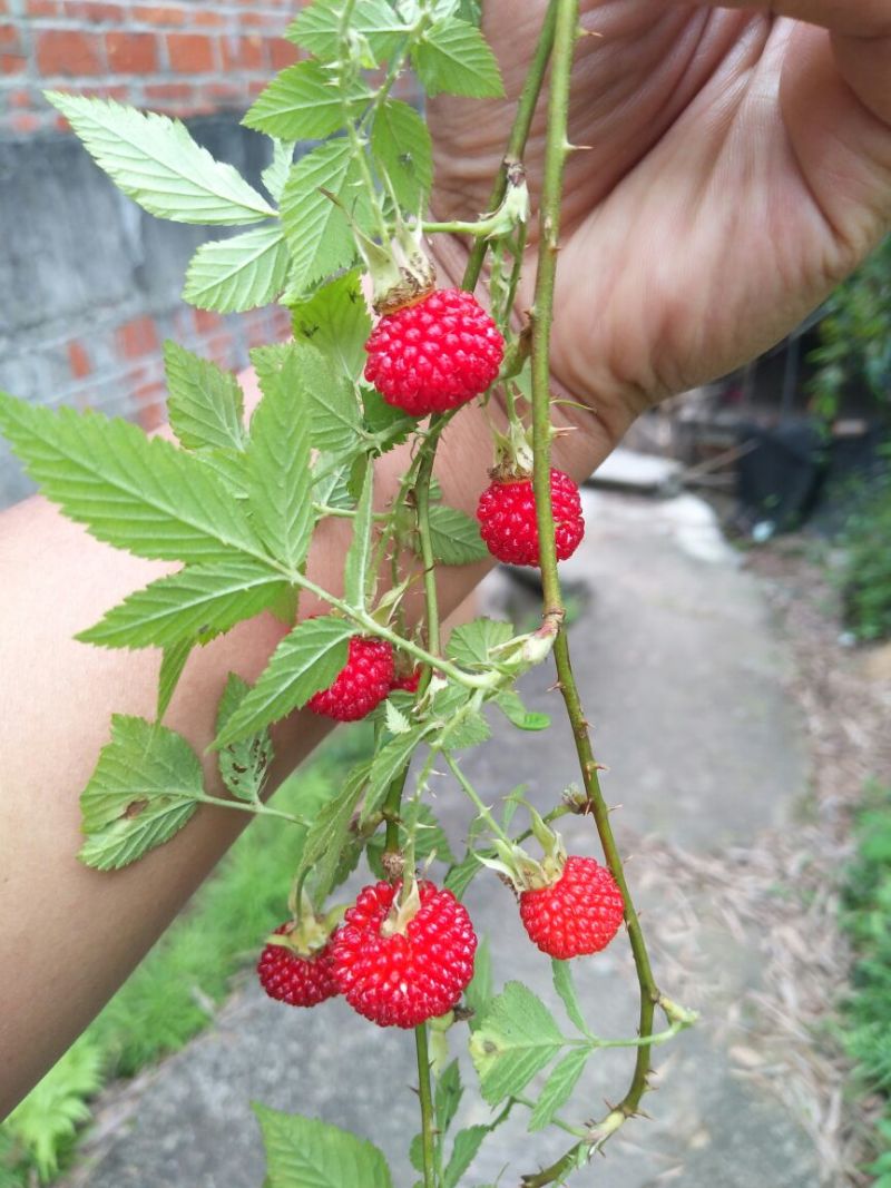 树莓苗10~30cm