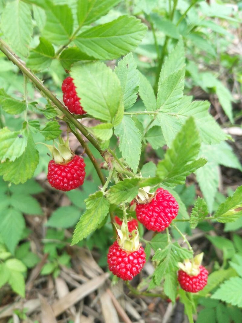 树莓苗10~30cm
