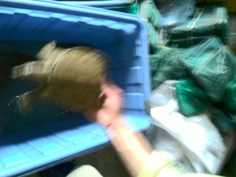 野生甲鱼1~1.5斤