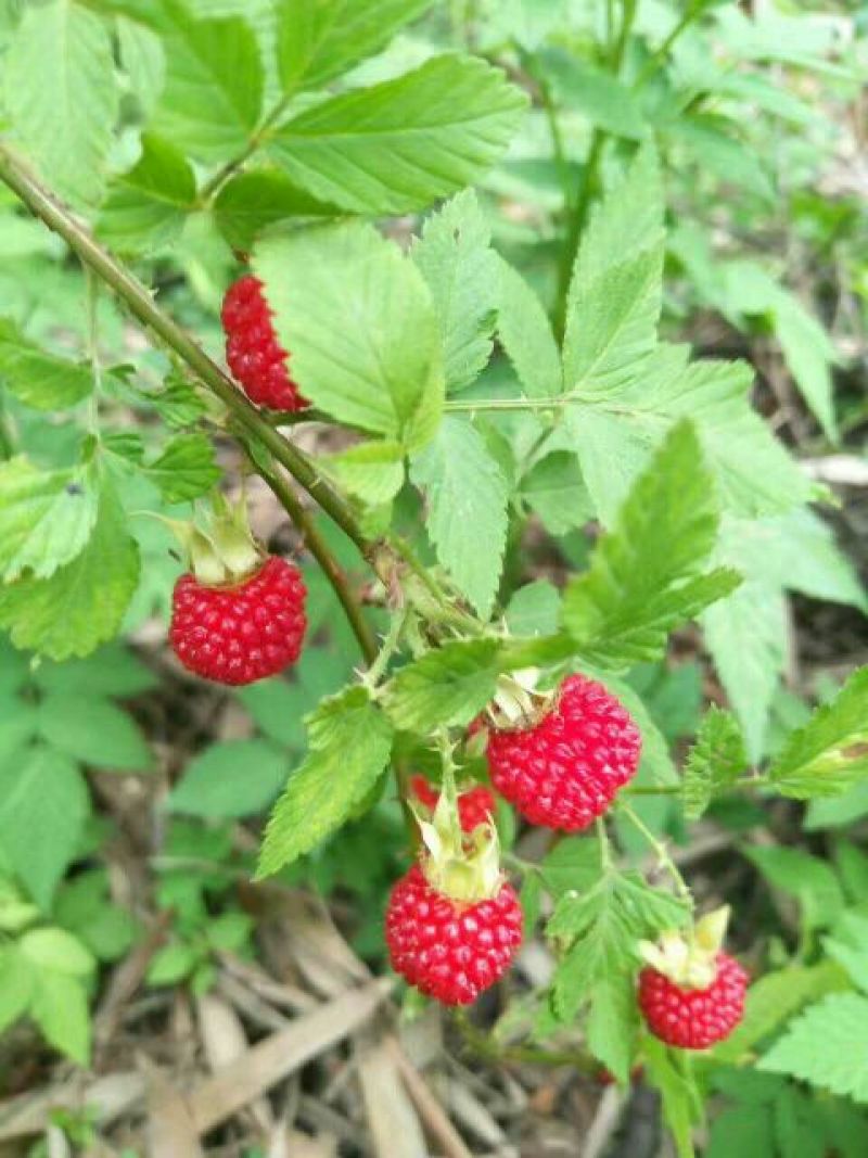 树莓苗50~80cm