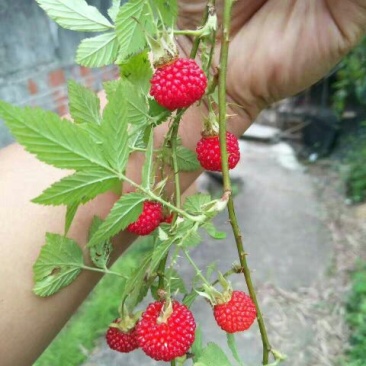 树莓苗50~80cm
