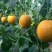 久红瑞甜瓜红瓜香瓜瑞红瓜大量供应实力代办