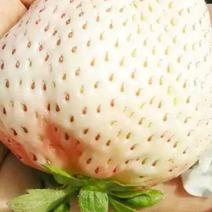 【热卖草莓苗】小白草莓苗货真价实草莓苗新品种草莓苗