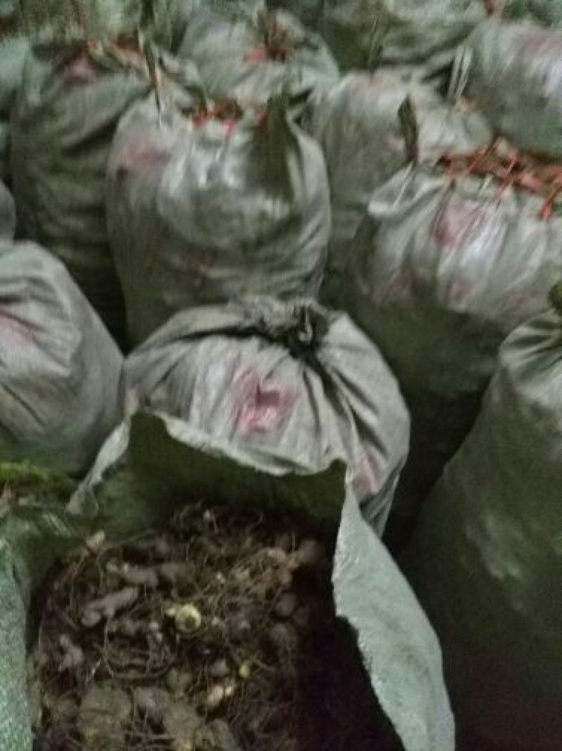 黄精甜统个黄精鸡头精，姜形多花甜黄精，成活力高，产量