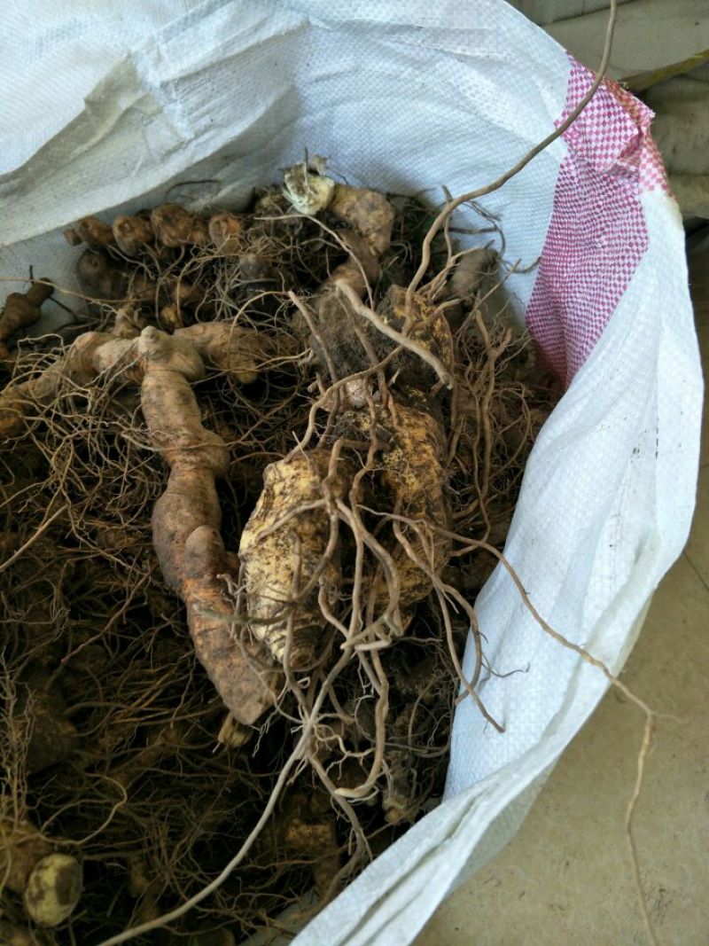 黄精甜统个黄精鸡头精，姜形多花甜黄精，成活力高，产量