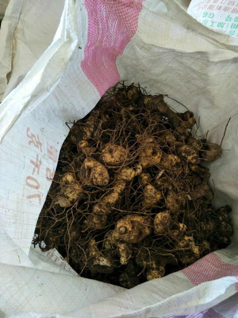 黄精甜统个黄精鸡头精，姜形多花甜黄精，成活力高，产量