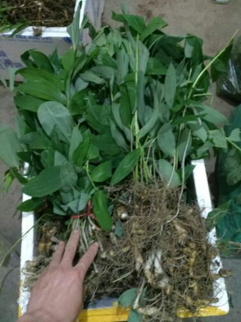 黄精甜统个黄精鸡头精，姜形多花甜黄精，成活力高，产量