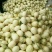 东方蜜1号甜瓜东方蜜瓜大量供应实力代办