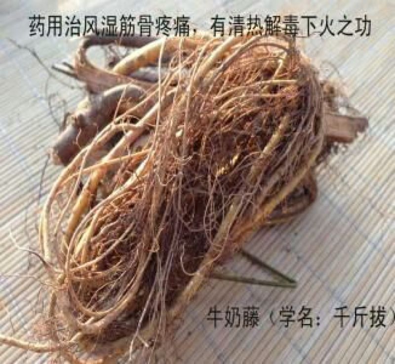 牛奶根