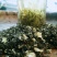 四川眉山绿茶花茶二级