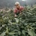 四川眉山绿茶花茶二级