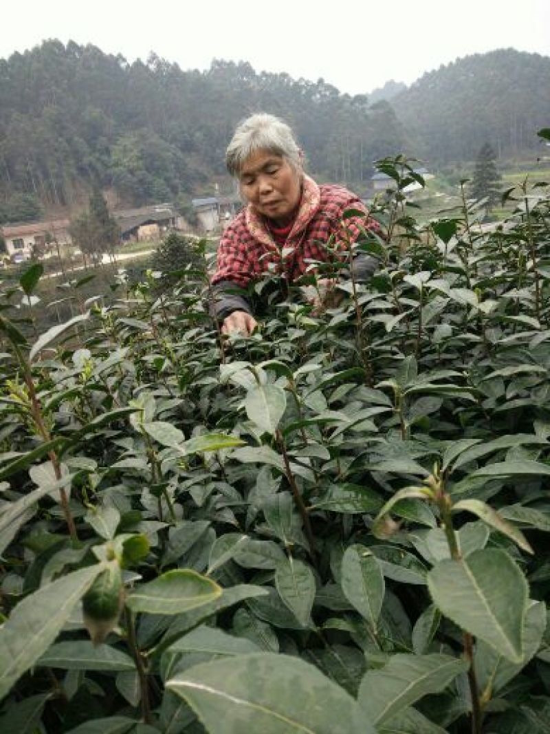 四川眉山绿茶花茶二级