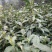 四川眉山绿茶花茶二级