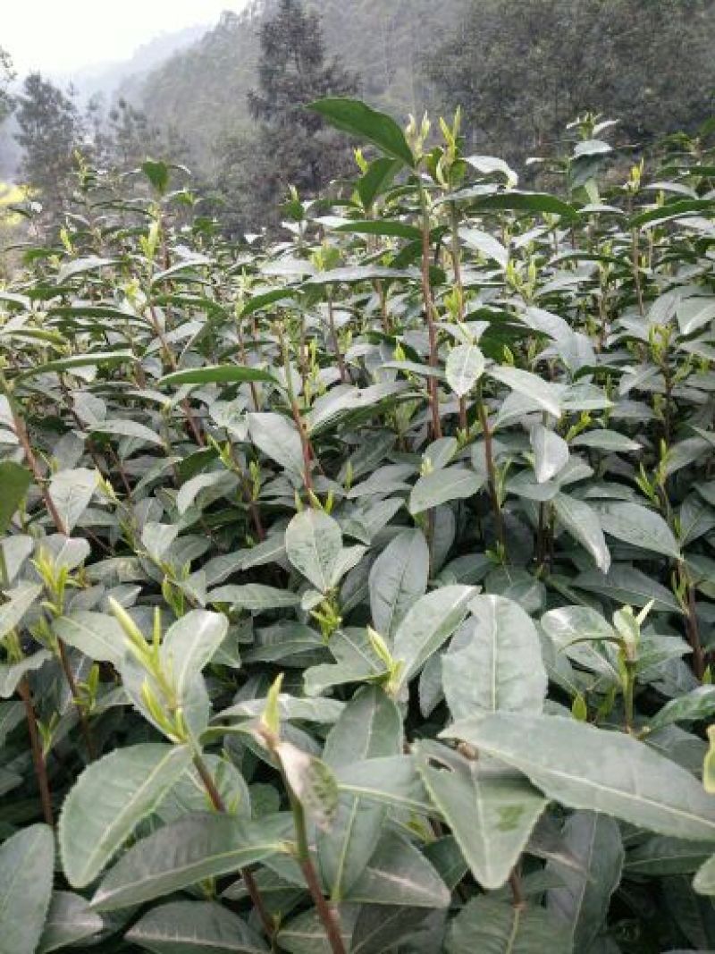 四川眉山绿茶花茶二级