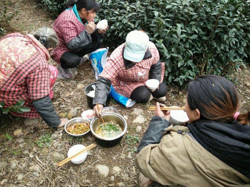 四川眉山绿茶花茶二级