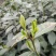四川眉山绿茶花茶二级