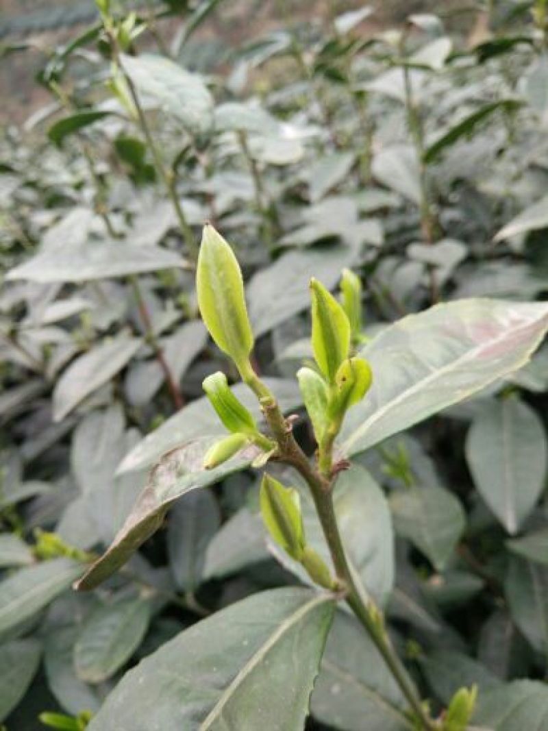四川眉山绿茶花茶二级