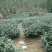 四川眉山绿茶花茶二级
