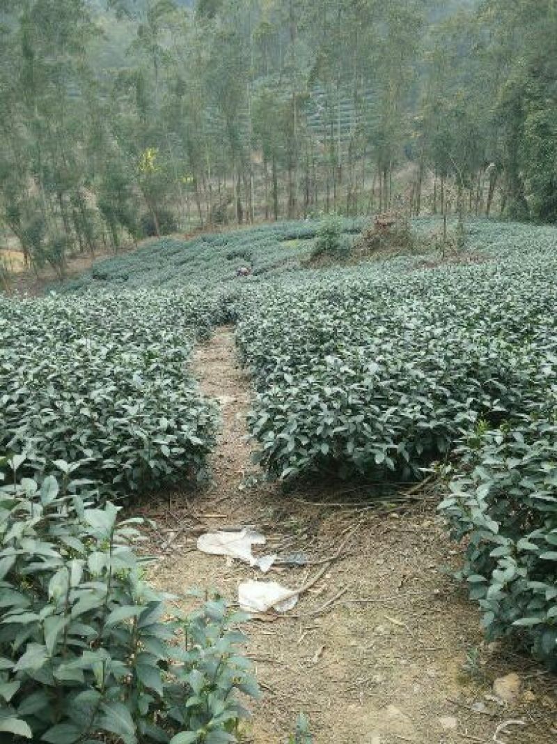 四川眉山绿茶花茶二级