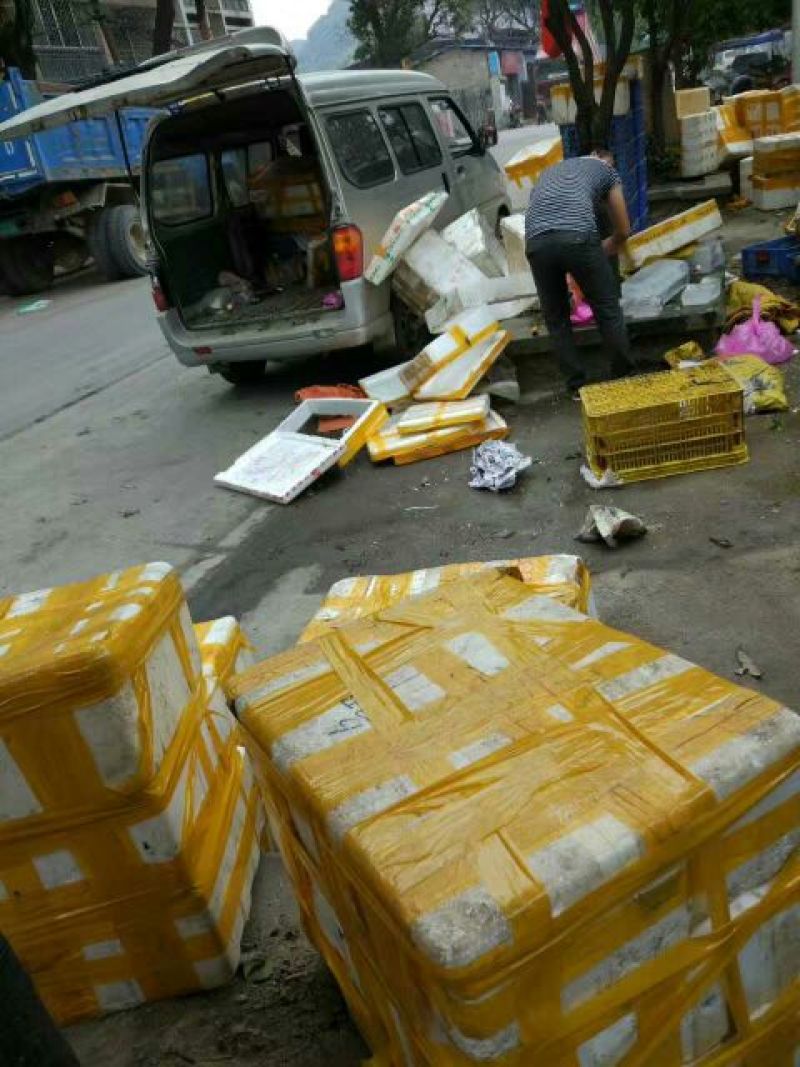 小龙虾食用6~8钱活虾小龙虾主养