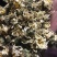 药用菊花