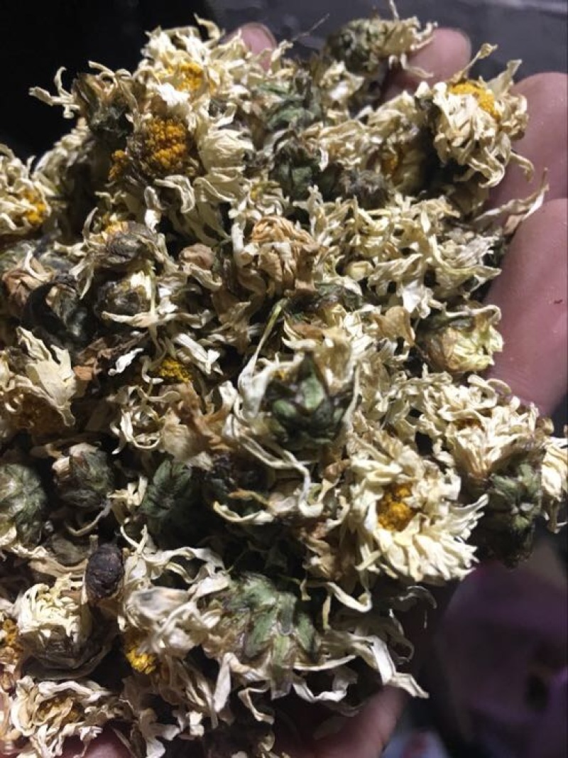 药用菊花