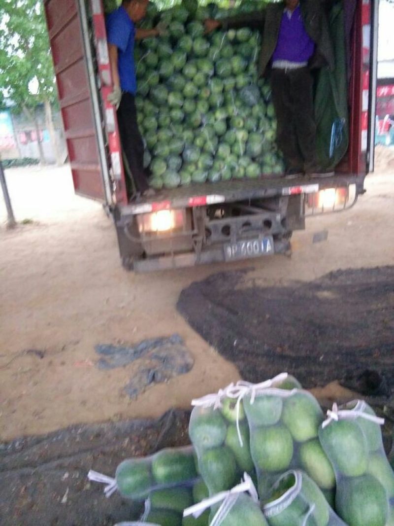 白皮冬瓜硬毛白霜大量上市