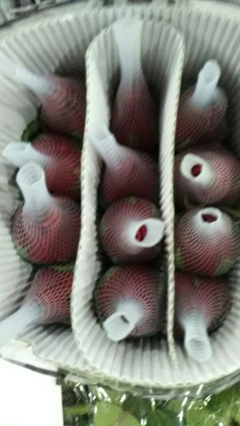 玫瑰盆花不含盆
