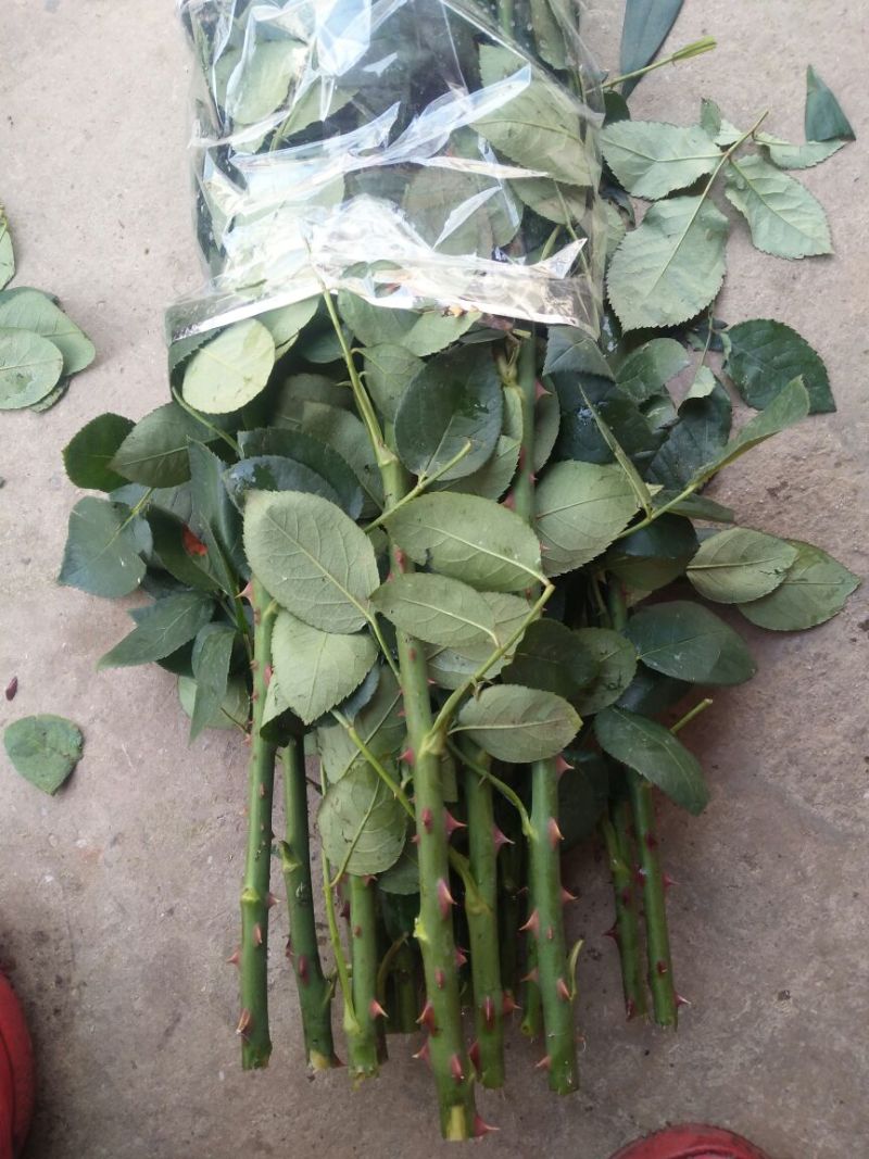 玫瑰盆花不含盆