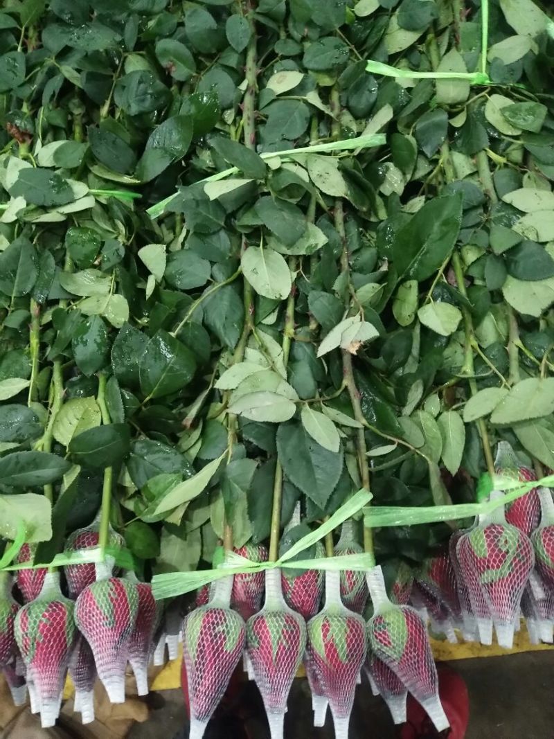 玫瑰盆花不含盆