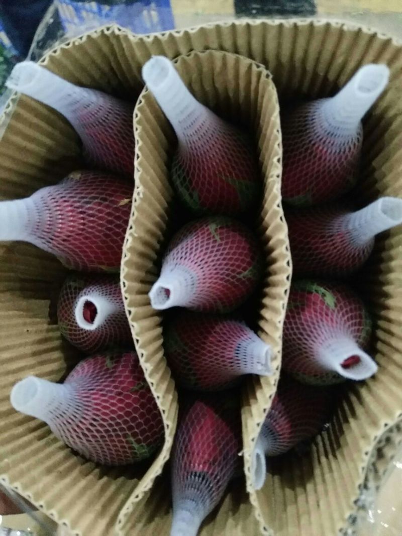玫瑰盆花不含盆