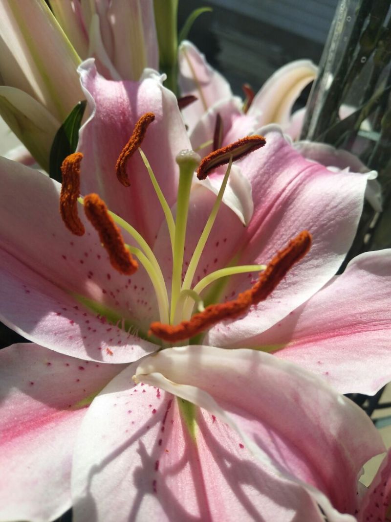 百合鲜切花双头