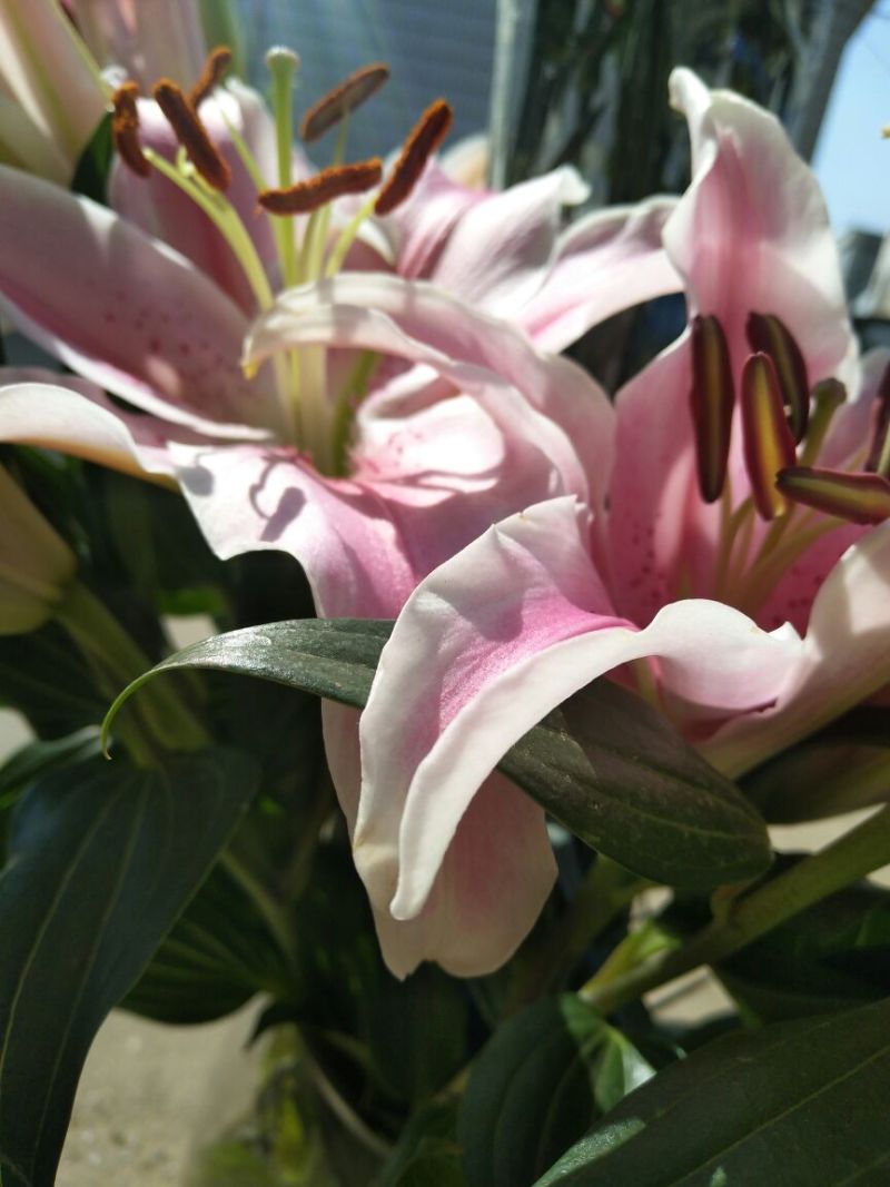 百合鲜切花双头