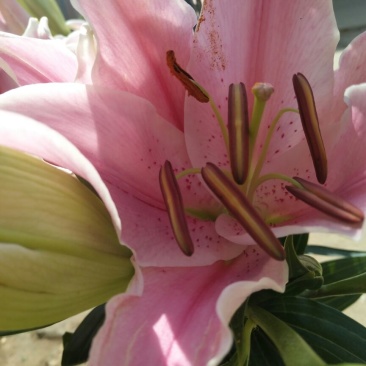 百合鲜切花双头