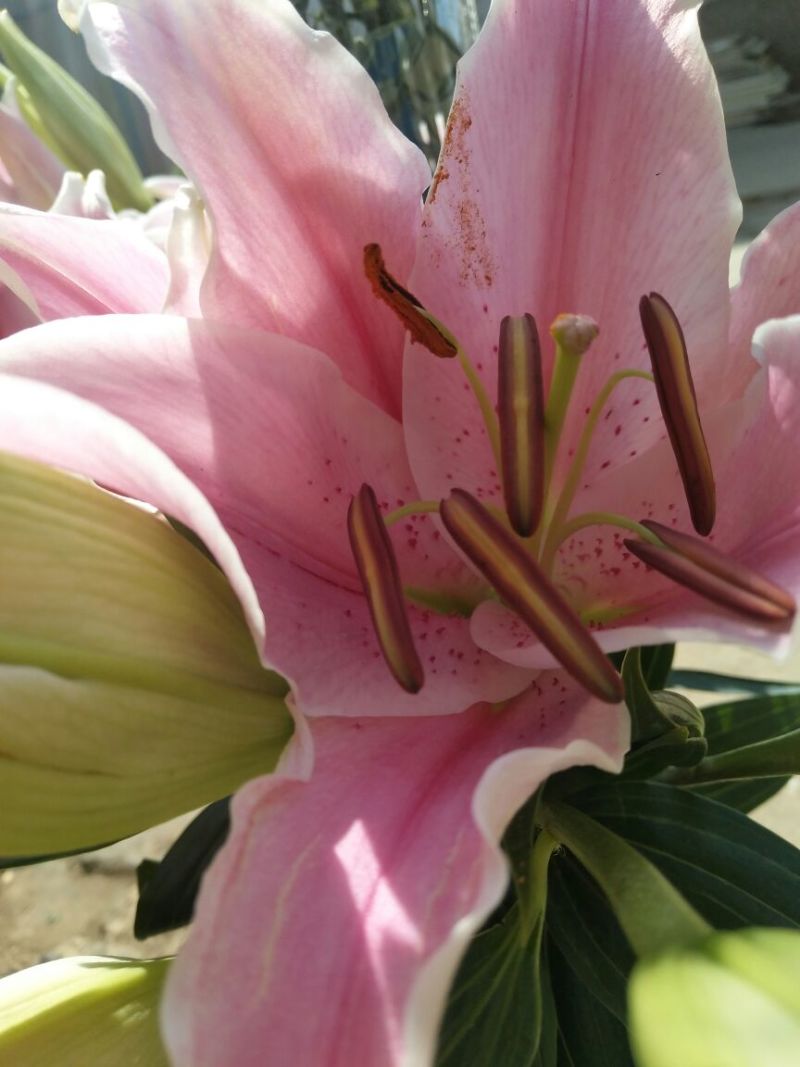 百合鲜切花双头