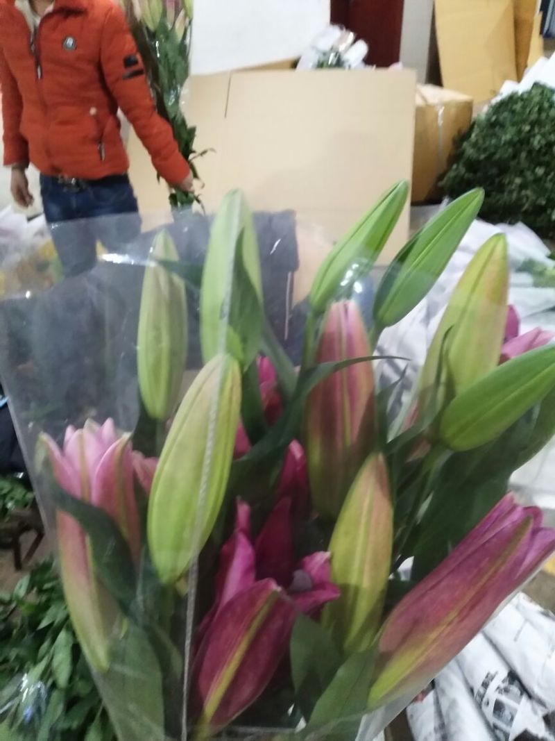 百合鲜切花双头