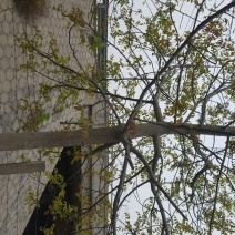 核桃树18~20cm18~20cm4米以上