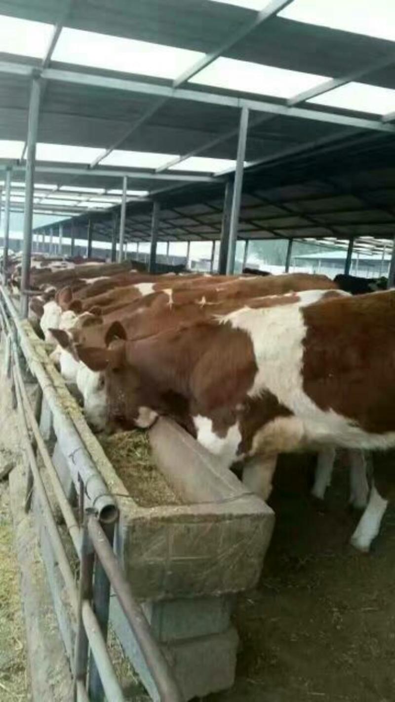 西门塔尔牛200~600斤牛犊大小都有，产地直供