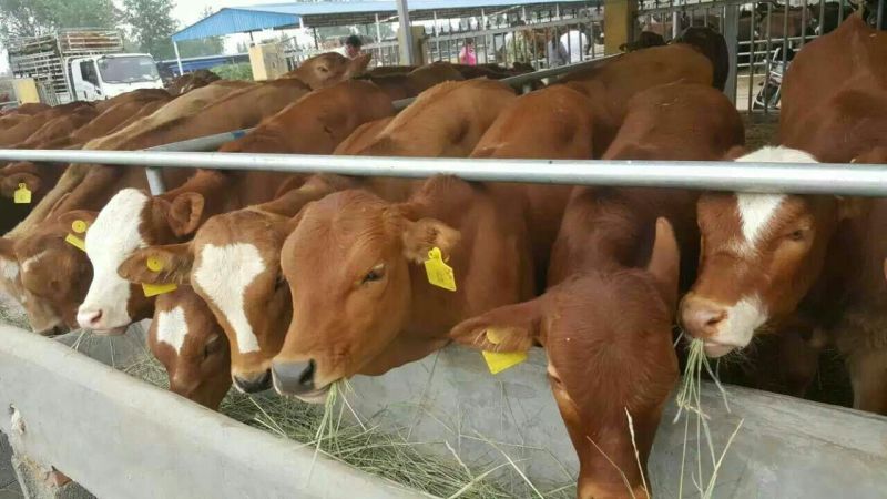 鲁西黄牛犊小黄牛改良黄牛犊100~200kg