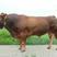 利木赞肉牛犊颜色好，耐粗好饲养场地直供，价格实惠