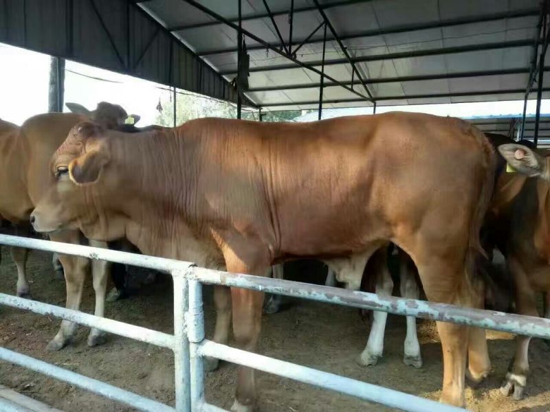 利木赞肉牛犊颜色好，耐粗好饲养场地直供，价格实惠