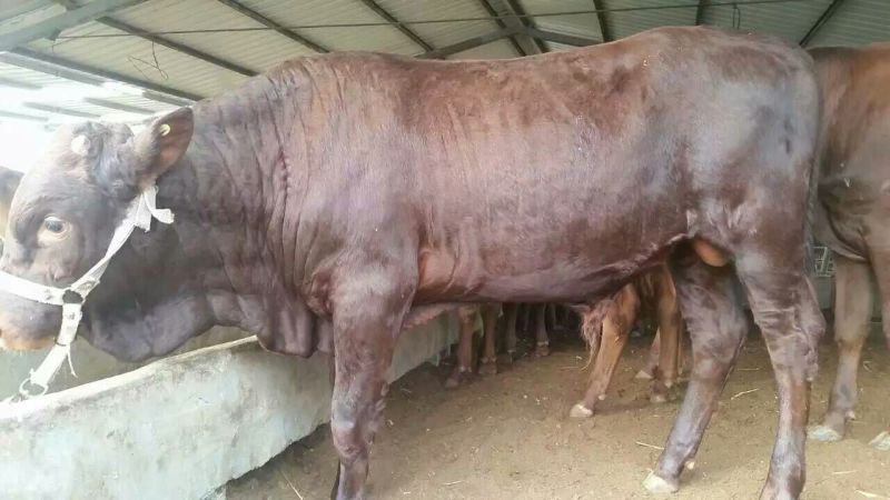 利木赞肉牛犊颜色好，耐粗好饲养场地直供，价格实惠