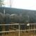 德州驴乌头驴改良肉驴200~400斤，耐粗饲养殖场直供
