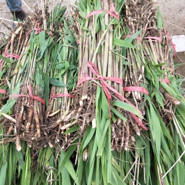 洞庭芦苇10~20cm，成活率高，欢迎各位新老客户光临