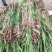 洞庭芦苇10~20cm，成活率高，欢迎各位新老客户光临