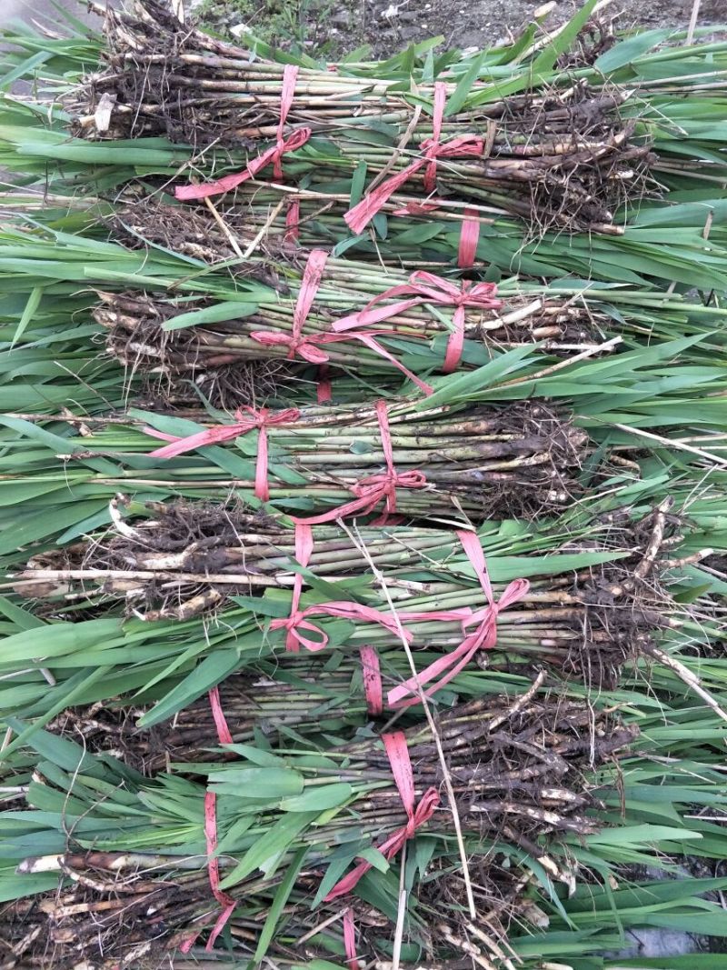洞庭芦苇10~20cm，成活率高，欢迎各位新老客户光临