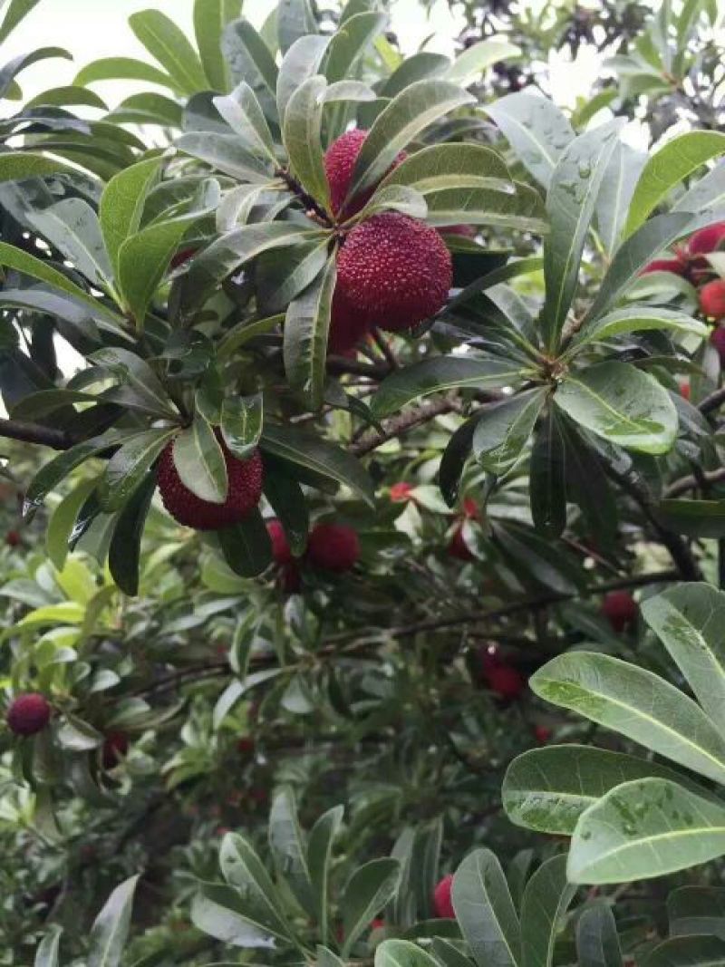 仙居杨梅3~4cm