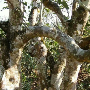 茶叶特级