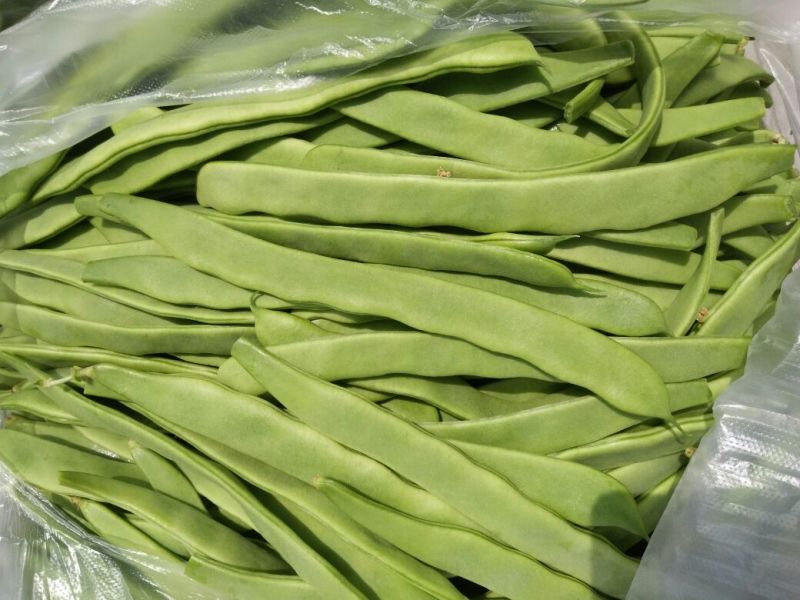 绿扁豆10厘米以上1厘米以上